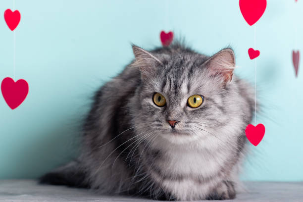 istock Striped cat among hearts on a light blue background. Valentine's Day card with a kitten 1464989715