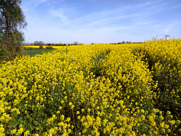 istock Rapeseed flowers and wind turbines 1464990342