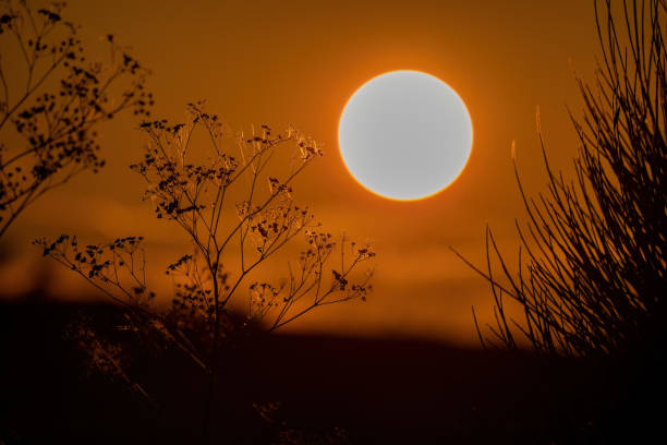 istock Beautiful sunset colours with tree silhouette 1464992867