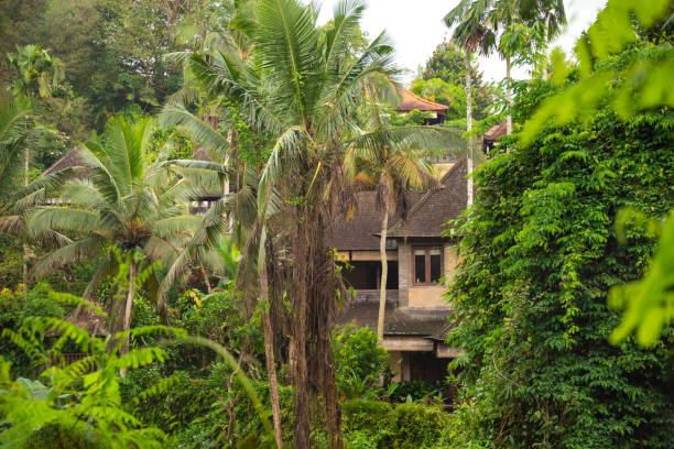 istock House in green tropical forest or jungle with palm trees 1464993984