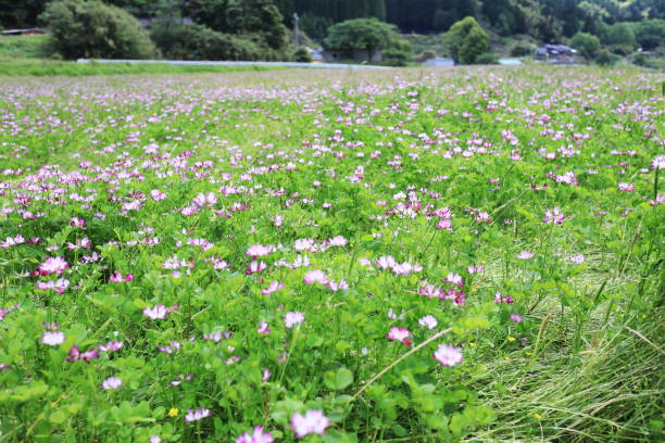 istock Astragalus field in spring dyed in pink 1464994784