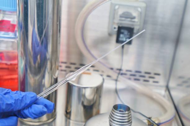 The researcher using bunsen burner to sterile technique for kill the pathogen or bacteria and prevent the contamination in the cell culture media in the laboratory room. stock photo