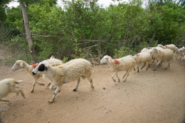 istock A herd of sheep in Phan Rang, Vietnam. 1464996096