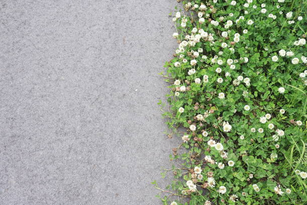 White clover growing in colonies on the road