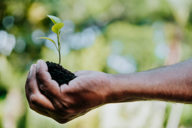 istock In the hands of trees growing seedlings 1464998833