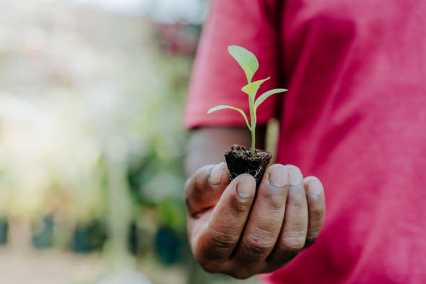 istock In the hands of trees growing seedlings 1464998841