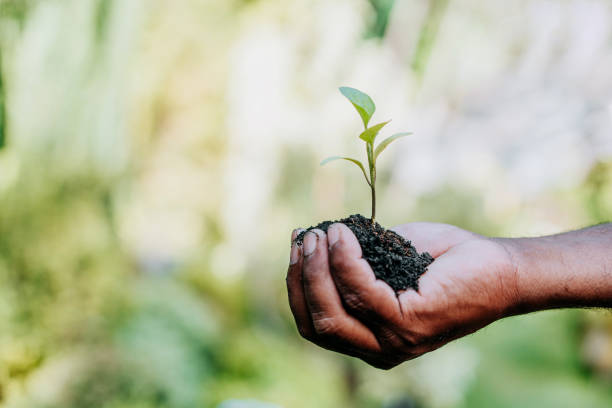 istock In the hands of trees growing seedlings 1464998847