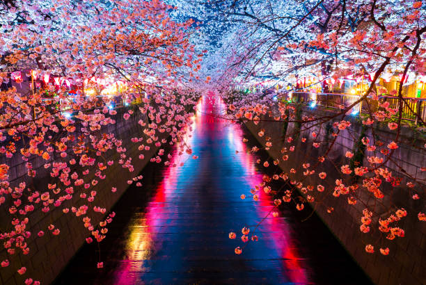 istock Cherry blossoms light up at night on the Meguro River 1464998848