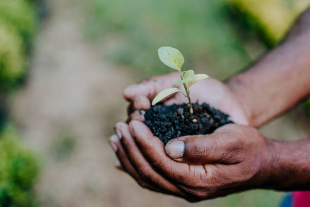 istock In the hands of trees growing seedlings 1464998853