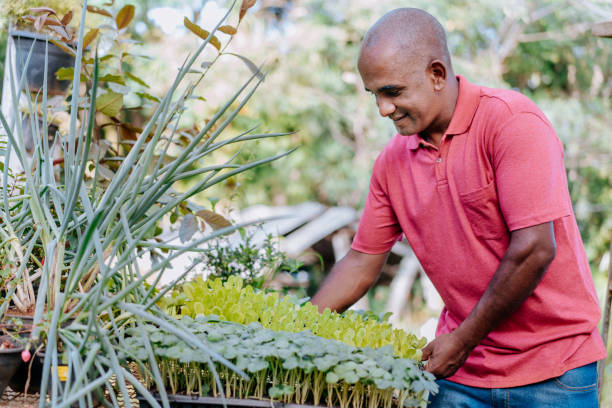 istock Only one man cultivating lettuce seedlings on the tray 1464998897