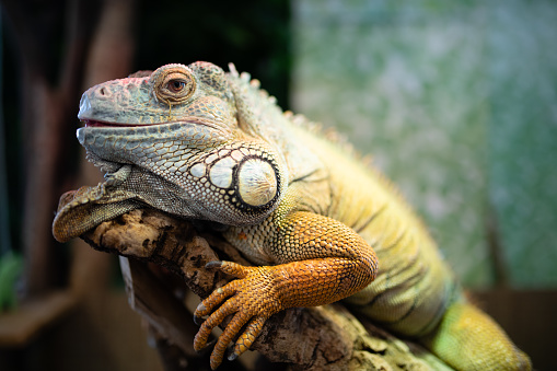A fierce looking golden colored Galapagos Land Iguana certainly looks like an alpha predator, but it is a vegetarian