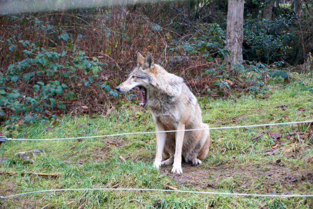 istock close up of a grey wolf in the forest 1464999583