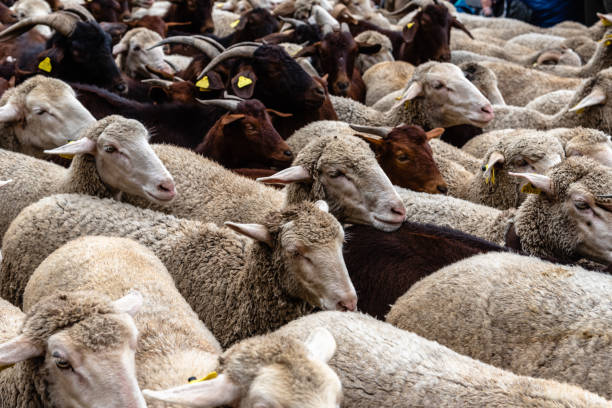 istock Flock of sheep passing through a cattle route 1465000727