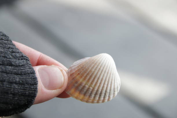 Free Stock Photo of A hand holding a shell | Download Free Images and ...