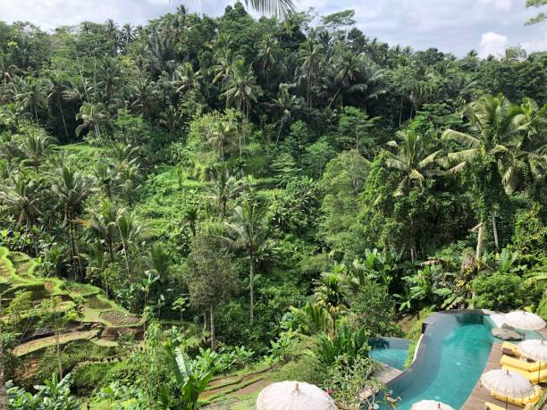 istock restaurant and pool with rice terrace view 1465002589