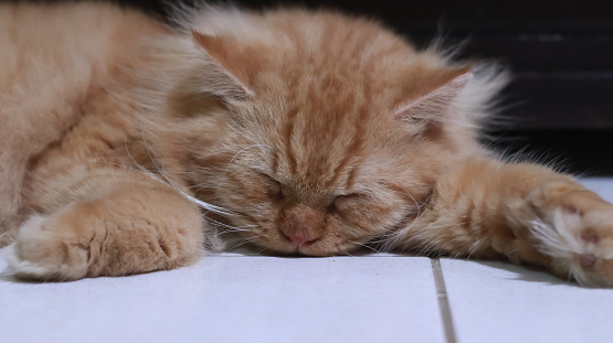 sleeping soundly ginger colored cat
