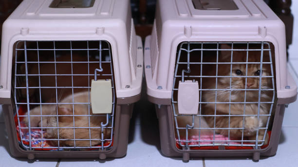 istock two ginger cats inside the crates ready to travel 1465003893
