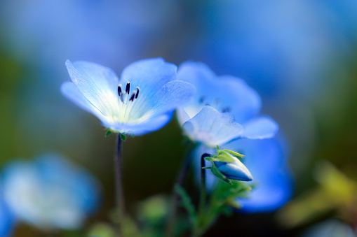 Blue nemophila flower close up