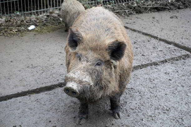 A wild boar forages in a muddy area surrounded by trees. It appears curious and alert, showcasing its shaggy fur and unique features under bright daylight.