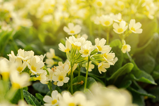 Easter concept. Primrose Primula with yellow flowers in flowerbed in spring time. Inspirational natural floral spring or summer blooming garden or park. Hello spring