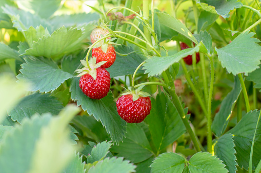 Strawberry plant. Wild stawberry bushes.  Strawberries in growth at garden. Ripe berries and foliage strawberry
