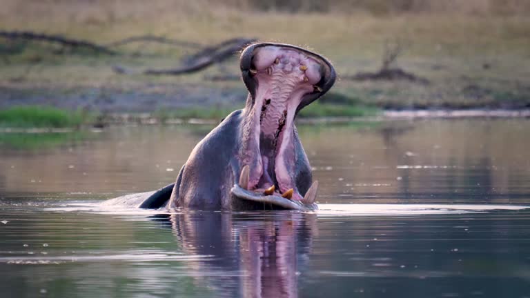 Hippo (Hippopotamus amphibius) Resting in a waterwhole