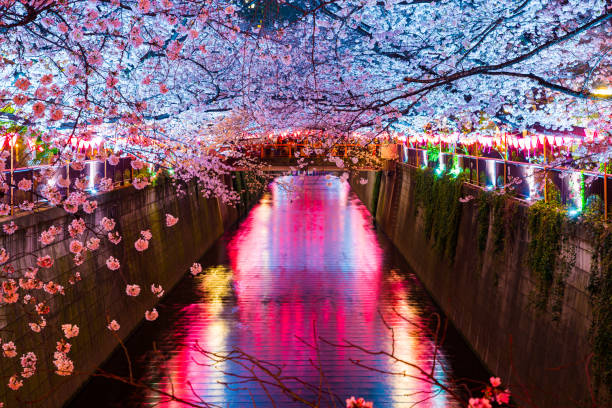 istock Cherry blossoms light up at night on the Meguro River 1465009305