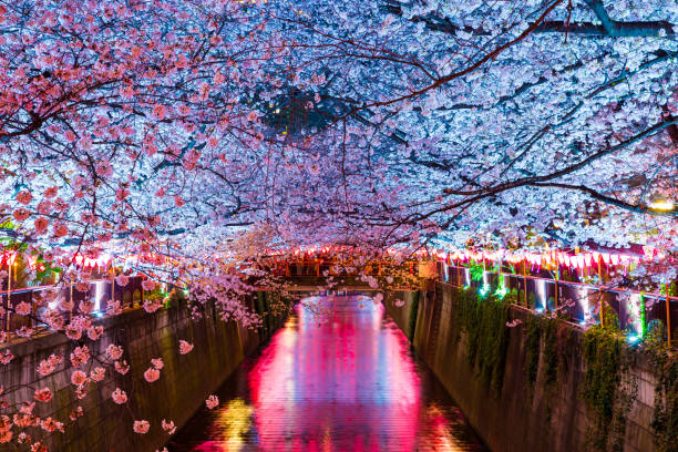 istock Cherry blossoms light up at night on the Meguro River 1465009320