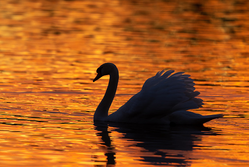Male mute swan (Cygnus olor) swimming in a lake in the evening at sunset.