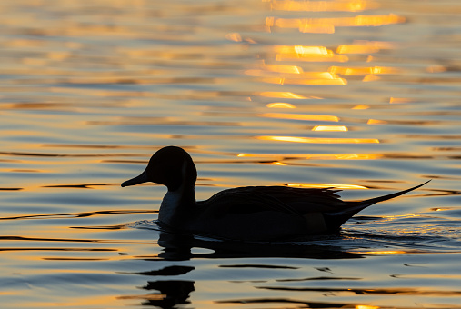 Male pintail or northern pintail (Anas acuta) swimming in a lake at sunset.