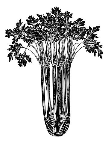 Celery vegetable illustration in a vintage retro woodcut etching style.