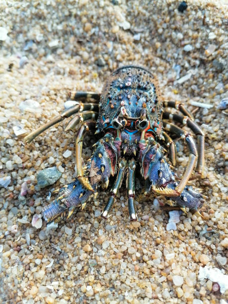 istock Big crab on the beach of Hambantota 1465021073