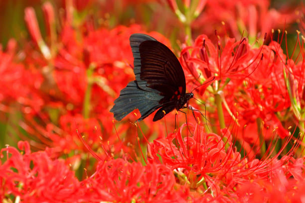 A swallowtail butterfly sucking nectar from a red spider lily.