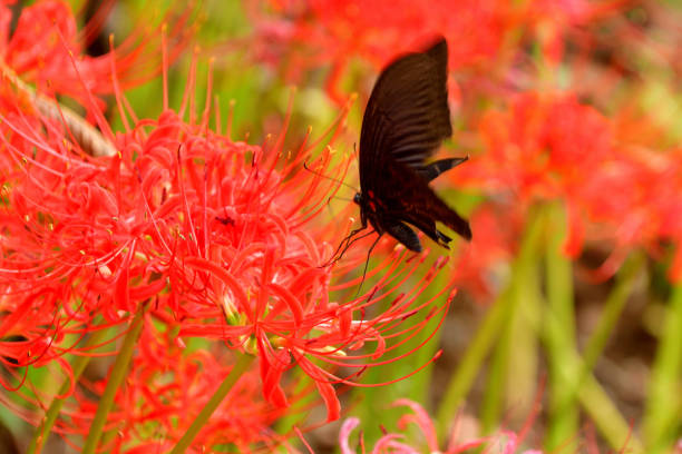 Spider lily, also called Hurricane lily and Surprise lily, is a perennial bulb that blooms in September. Spider lily is called Autumn Equinox flower in Japan, because it normally blooms around the Autumn Equinox.\nThe butterfly is Asian swallowtail/ Papilio Xuthus.