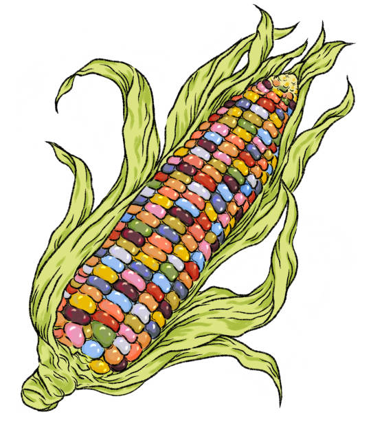 ilustrações, clipart, desenhos animados e ícones de desenho digital da gema de vidro colorida casca de espiga de milho aberta isolada fundo branco isolado - corn fruit vegetable corn on the cob