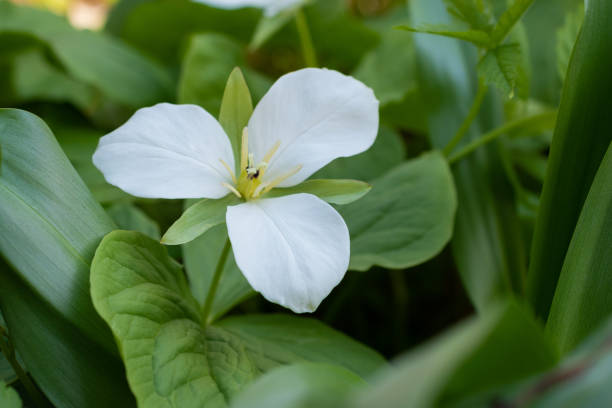 istock Large white flowers in spring field 1465024200