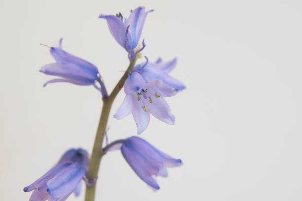 istock Cute purple flowers on a  background 1465024307