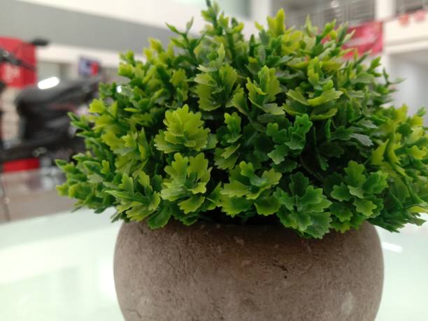 Garden cress, Lepidium sativum