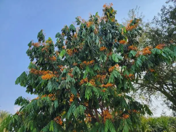 A shade tree is called Saraca indica. Bouquets of orange-red flowers are present. It has a light scent, edible blossoms, and Indians revere it as a sacred, auspicious tree and a representation of love
