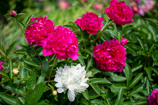 Peonies in nature in the sunlight