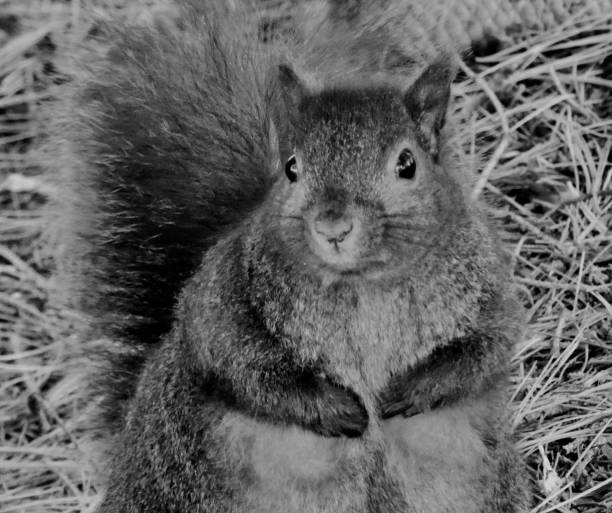 istock IMAGE BLACK & WHITE CLOSE-UP CURIOUS EASTERN GREY SQUIRREL - IN THE WOODS 1465030080