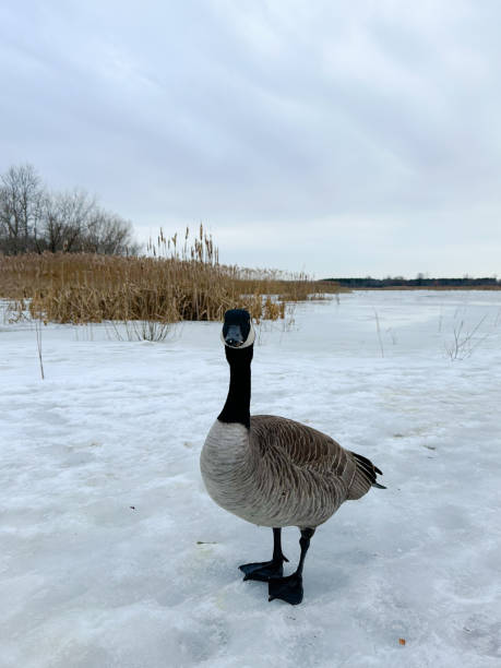 Curious waterfowl on a frozen marsh on a cloudy day