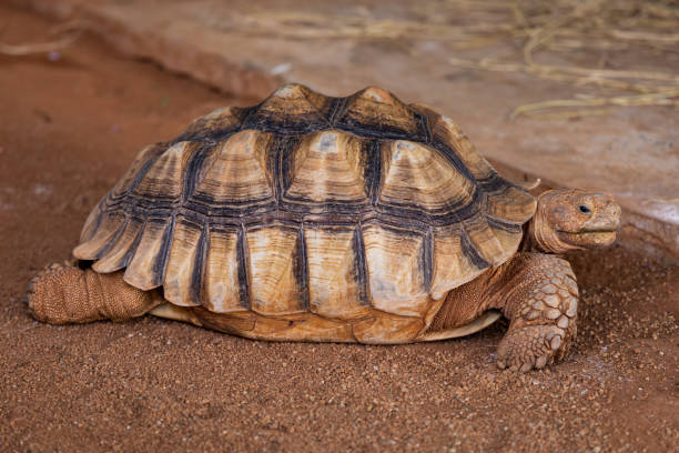 Clouse-up of a Angonoka or Ploughshare Tortoise. Clouse-up of a Angonoka or Ploughshare Tortoise. geochelone yniphora stock pictures, royalty-free photos & images