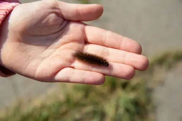 Photo of a furry butterfly caterpillar crawls over a child's arm