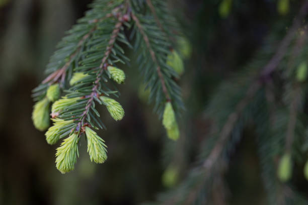fichte, immergrüner nadelbaum der kiefernfamilie - growth new evergreen tree pine tree stock-fotos und bilder
