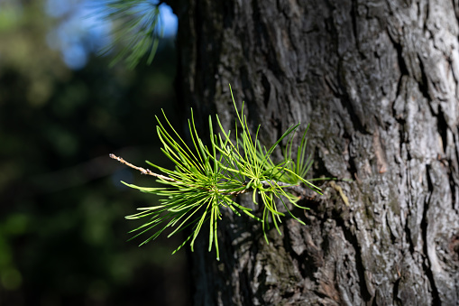 Young shoots of larch tree on a trunk in sunlight. Spring theme. Copy space