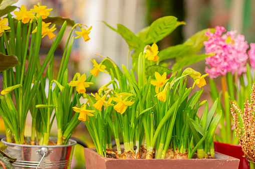 spring flowers, yellow daffodils in pots among other flowers.