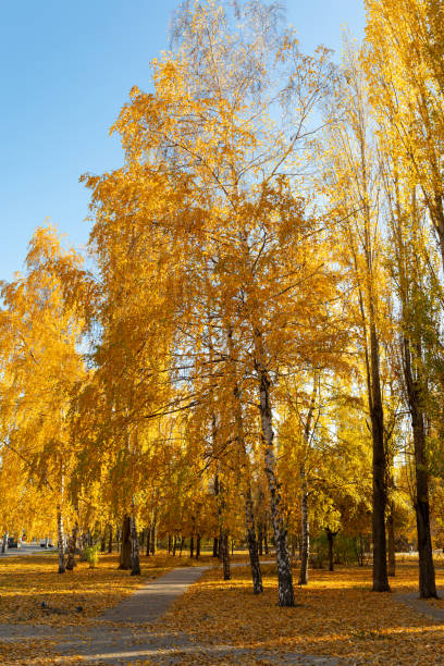 Yellow birches in the autumn park at sunset. Fall season