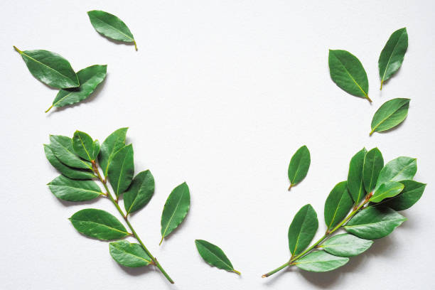 istock Green laurel twigs for eco cookery concept. Copy space. 1465031365