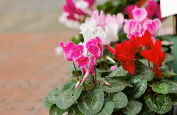 istock colorful blooming cyclamen on street, spring flowers 1465031408